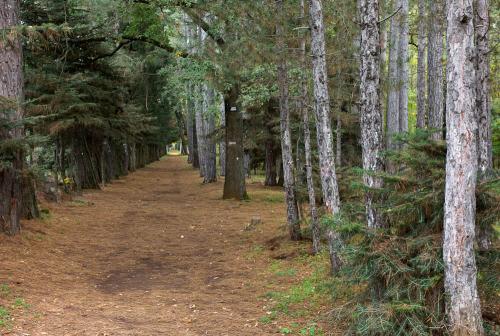  ΤΟ ΔΑΣΑΚΙ ΒΥΤΙΝΑΣ 